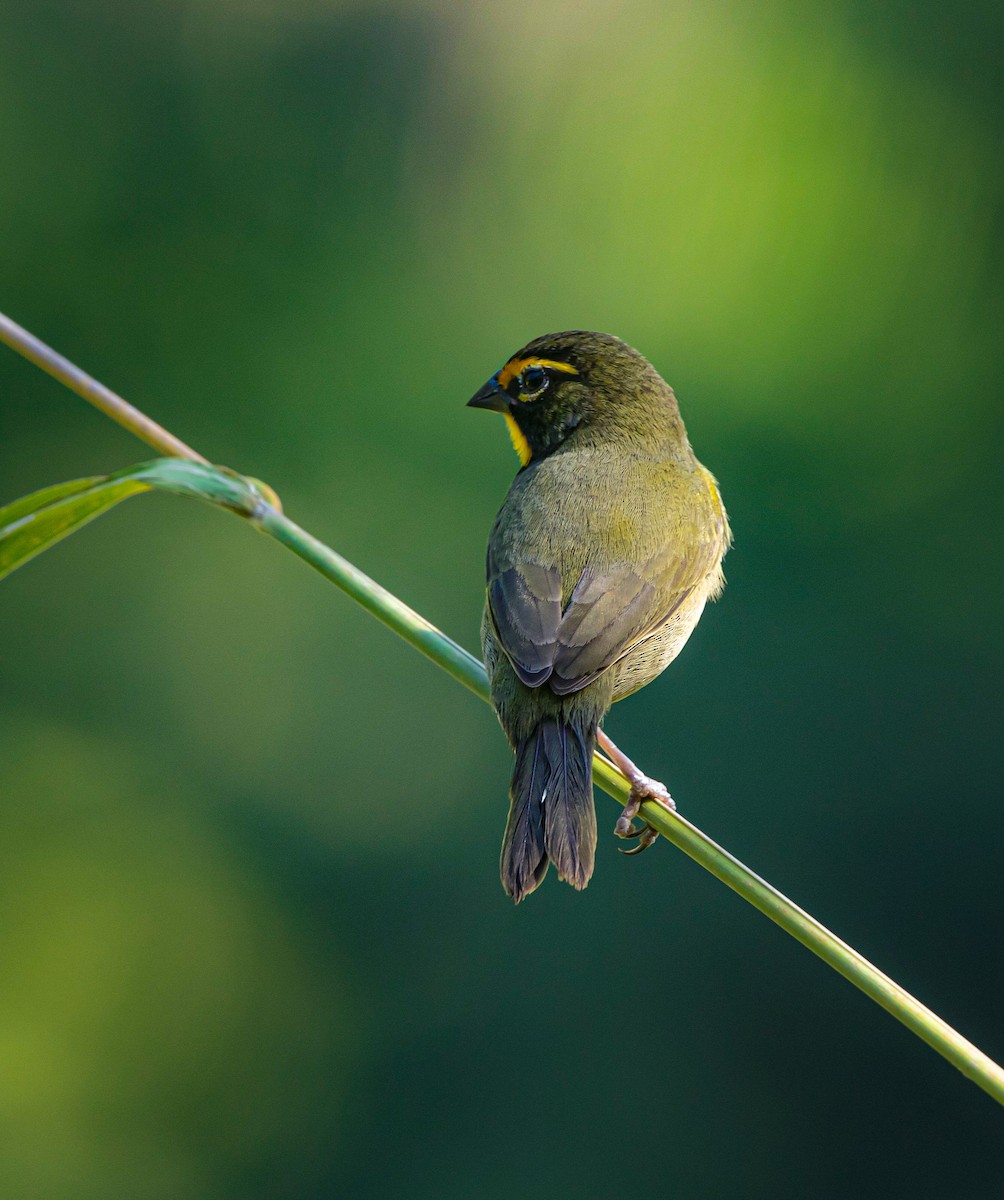 Yellow-faced Grassquit - ML614550578