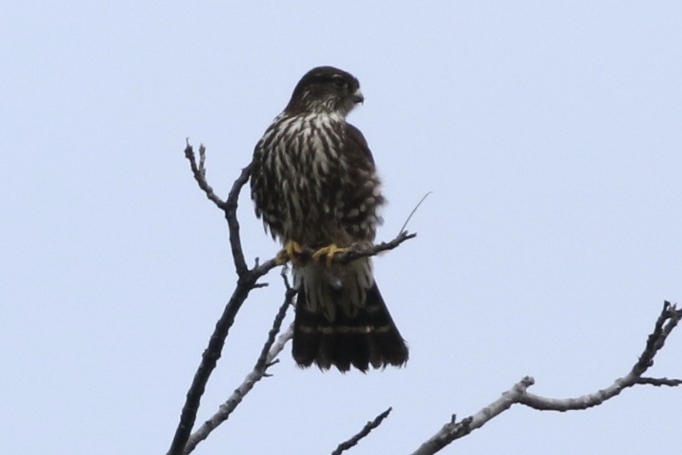 Merlin - Roger Woodruff