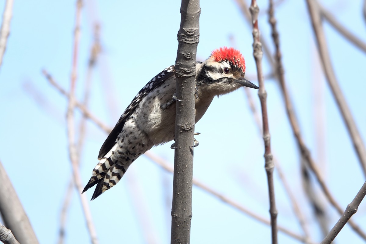 Ladder-backed Woodpecker - ML614550605