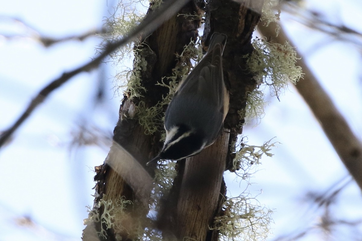 Red-breasted Nuthatch - Roger Woodruff