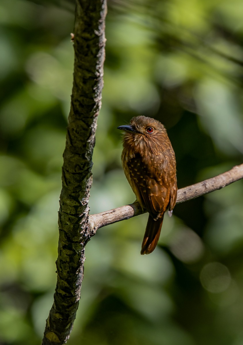 White-whiskered Puffbird - ML614550632