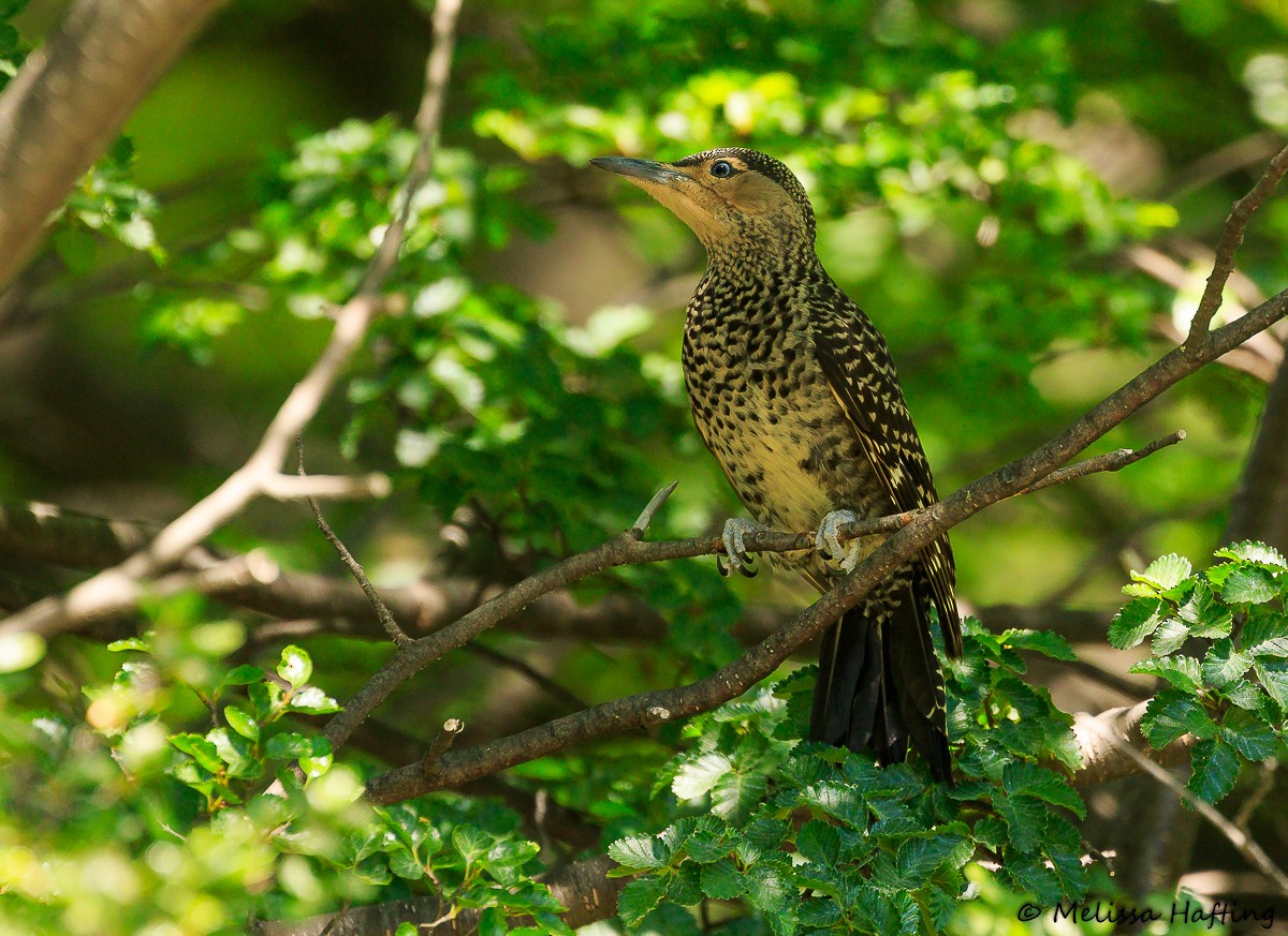 Chilean Flicker - ML614550688