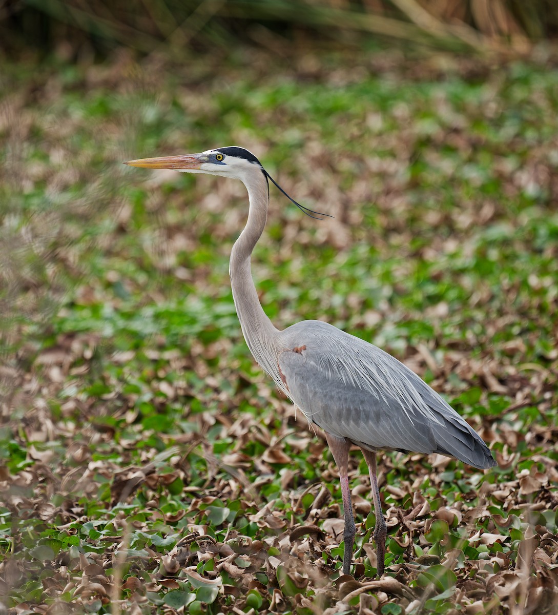 Great Blue Heron - ML614550692