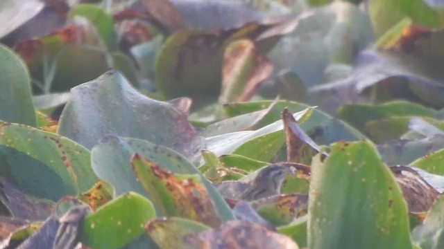 Pallas's Grasshopper Warbler - ML614550771