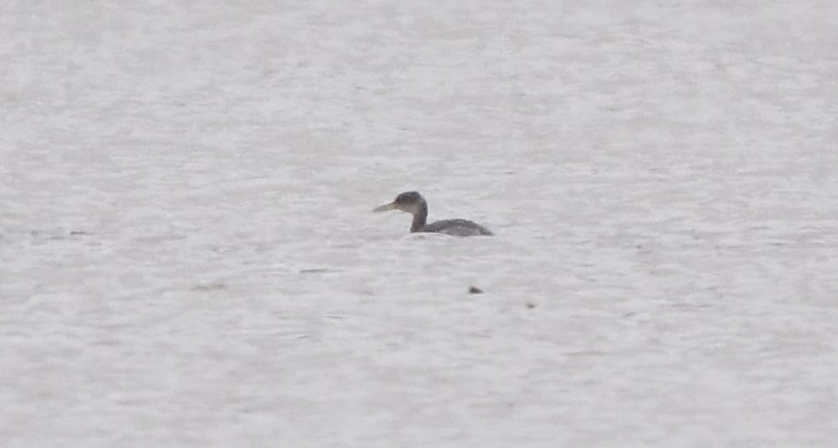 Red-necked Grebe - ML614550788