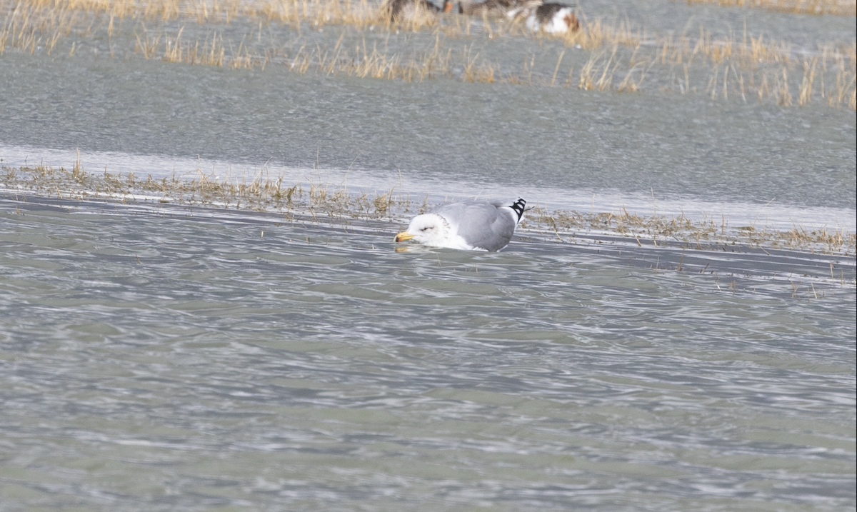 California Gull - ML614550794