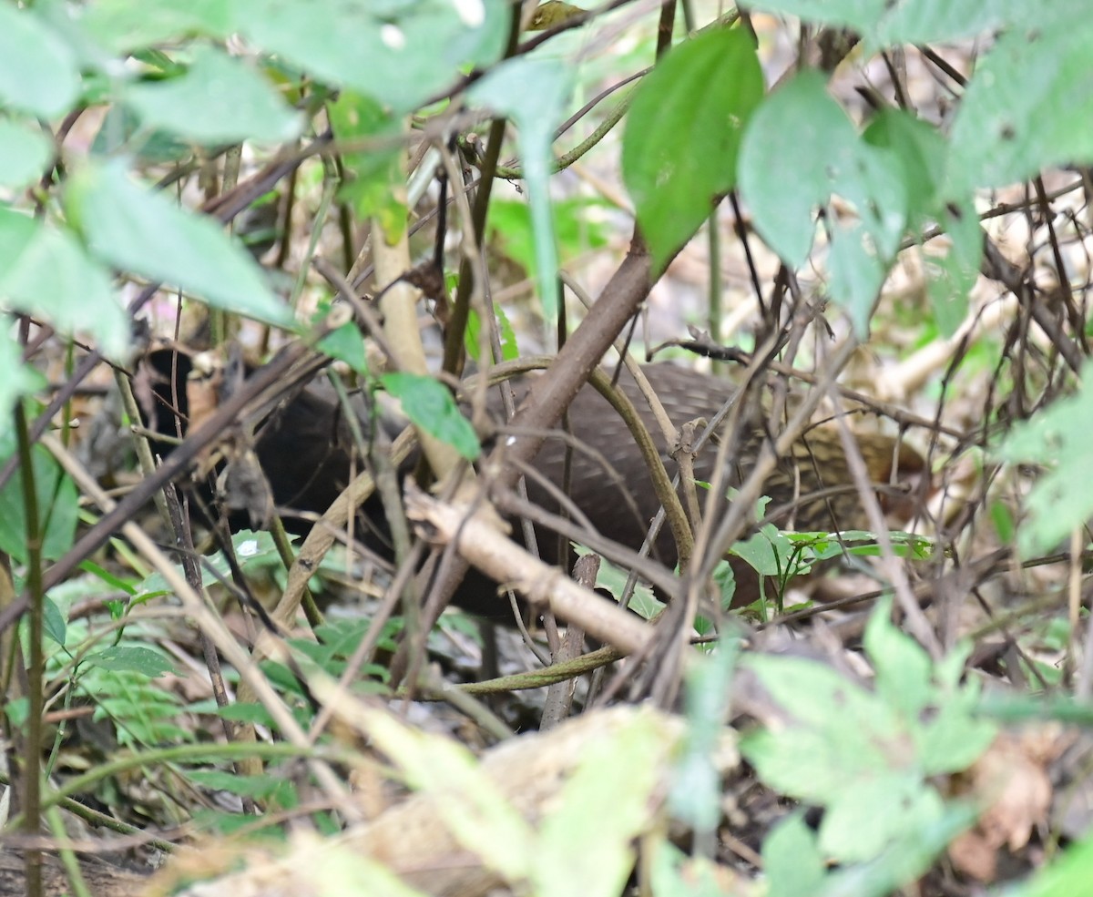 Red Junglefowl - ML614550804