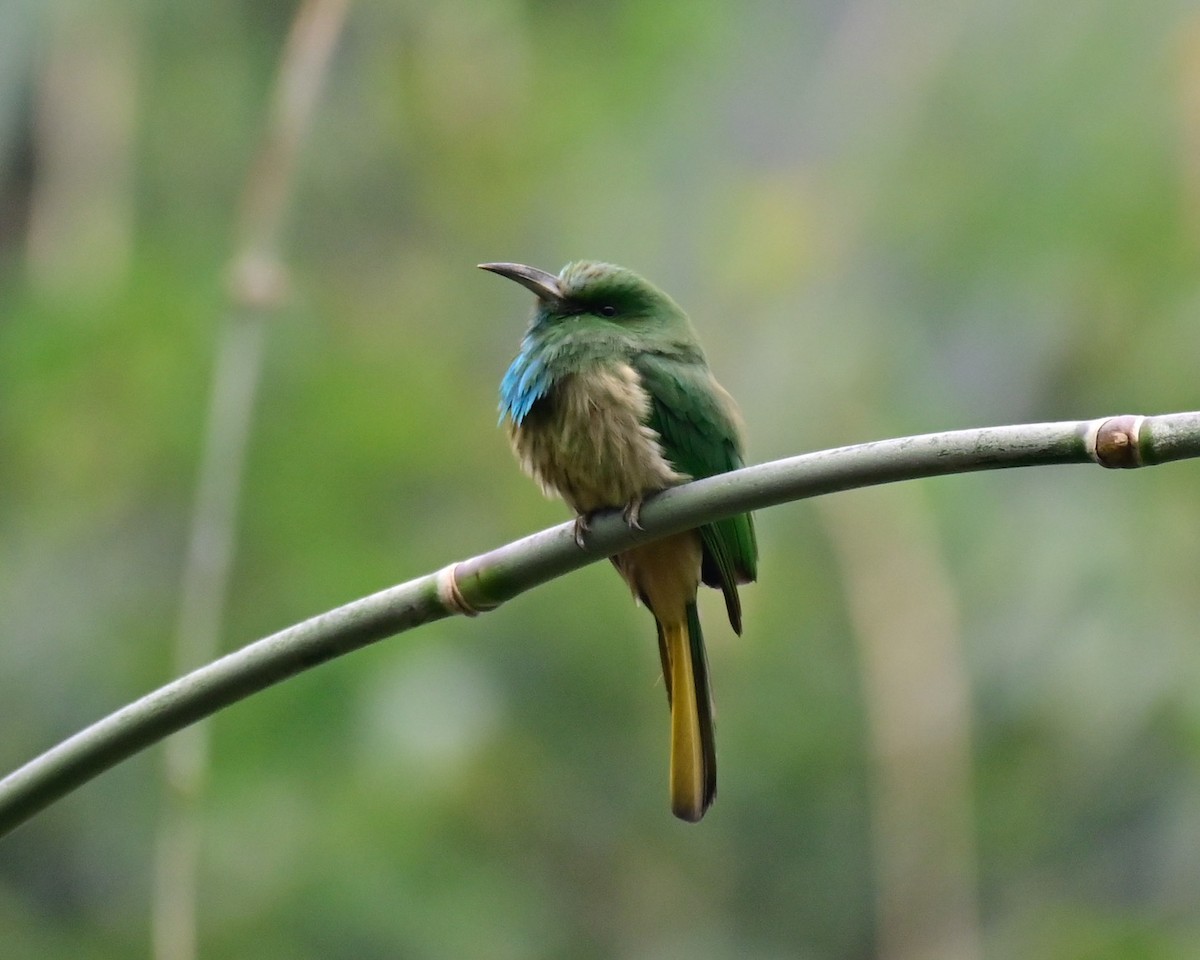 Blue-bearded Bee-eater - ML614550808