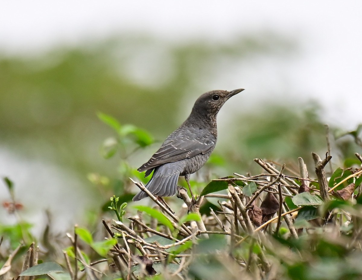 Blue Rock-Thrush - ML614550825