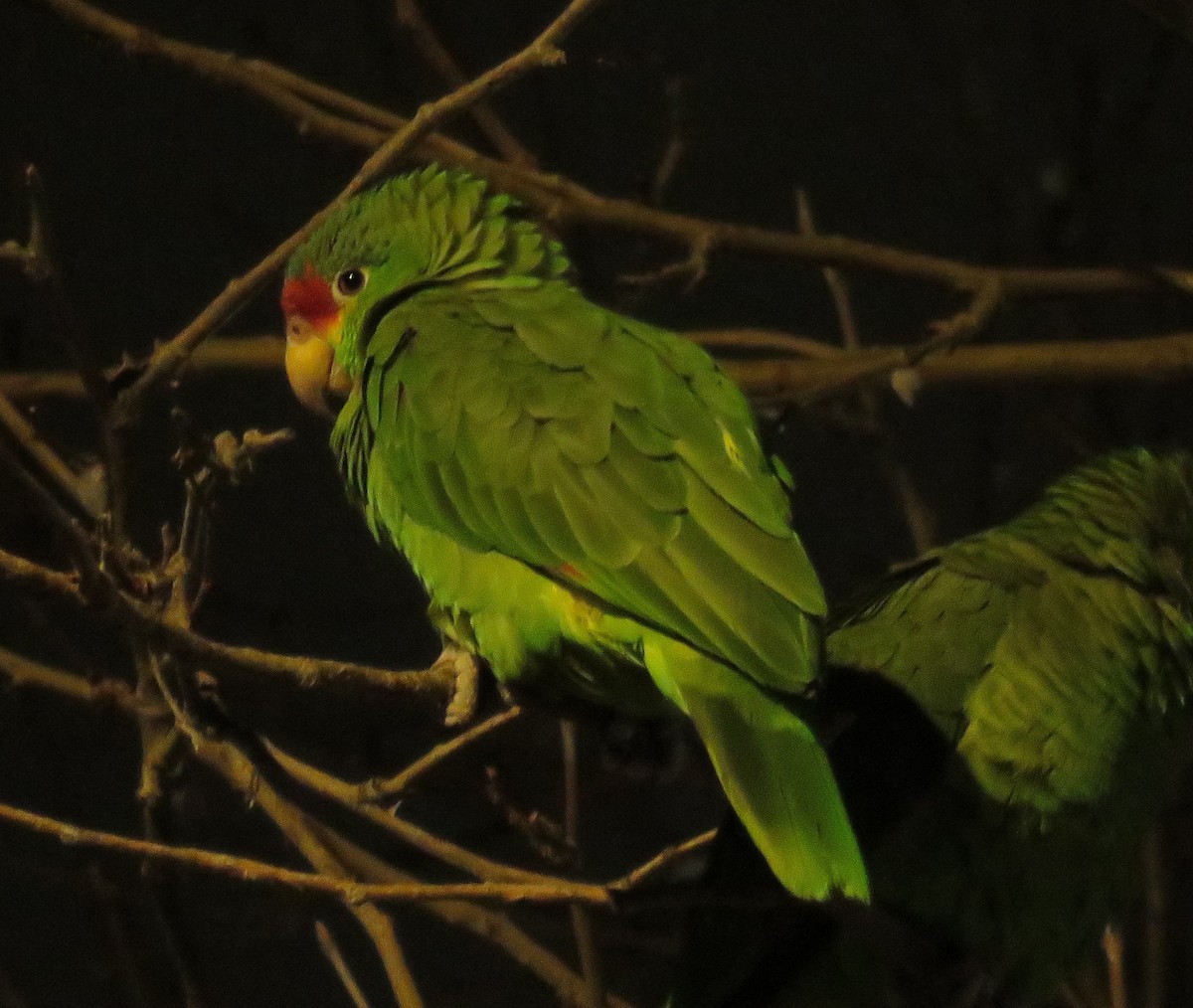 Red-crowned x Red-lored Amazon (hybrid) - ML614550849