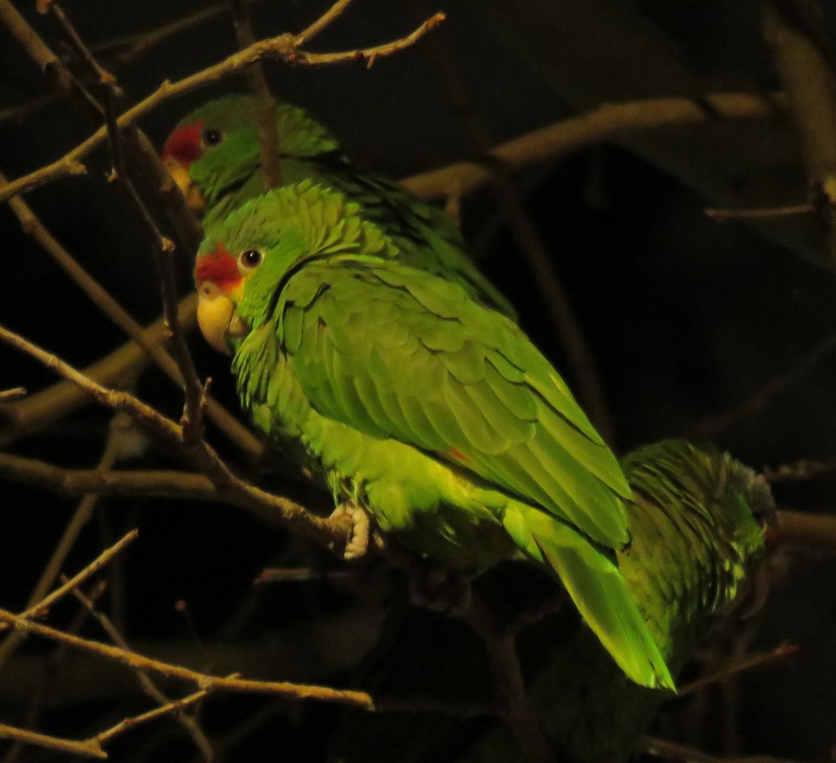 Red-crowned x Red-lored Amazon (hybrid) - ML614550850