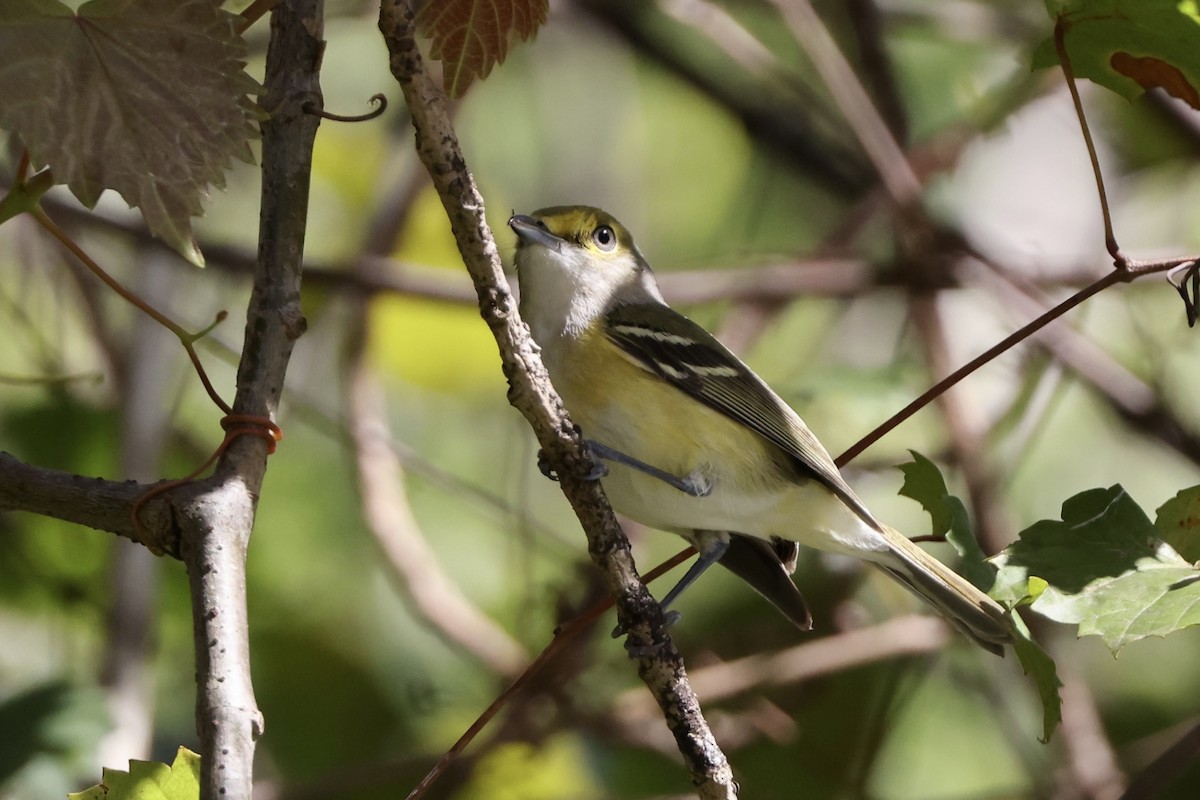 White-eyed Vireo - ML614550865