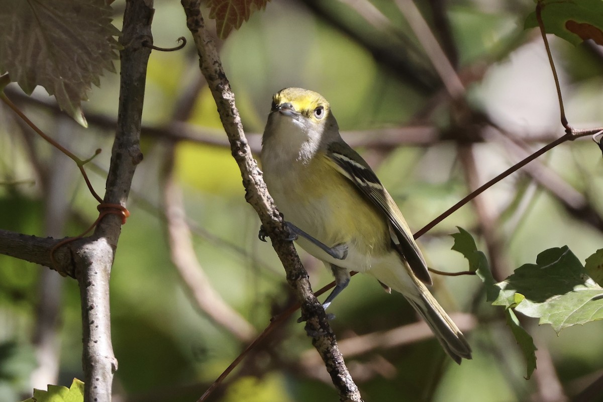 Ak Gözlü Vireo - ML614550867