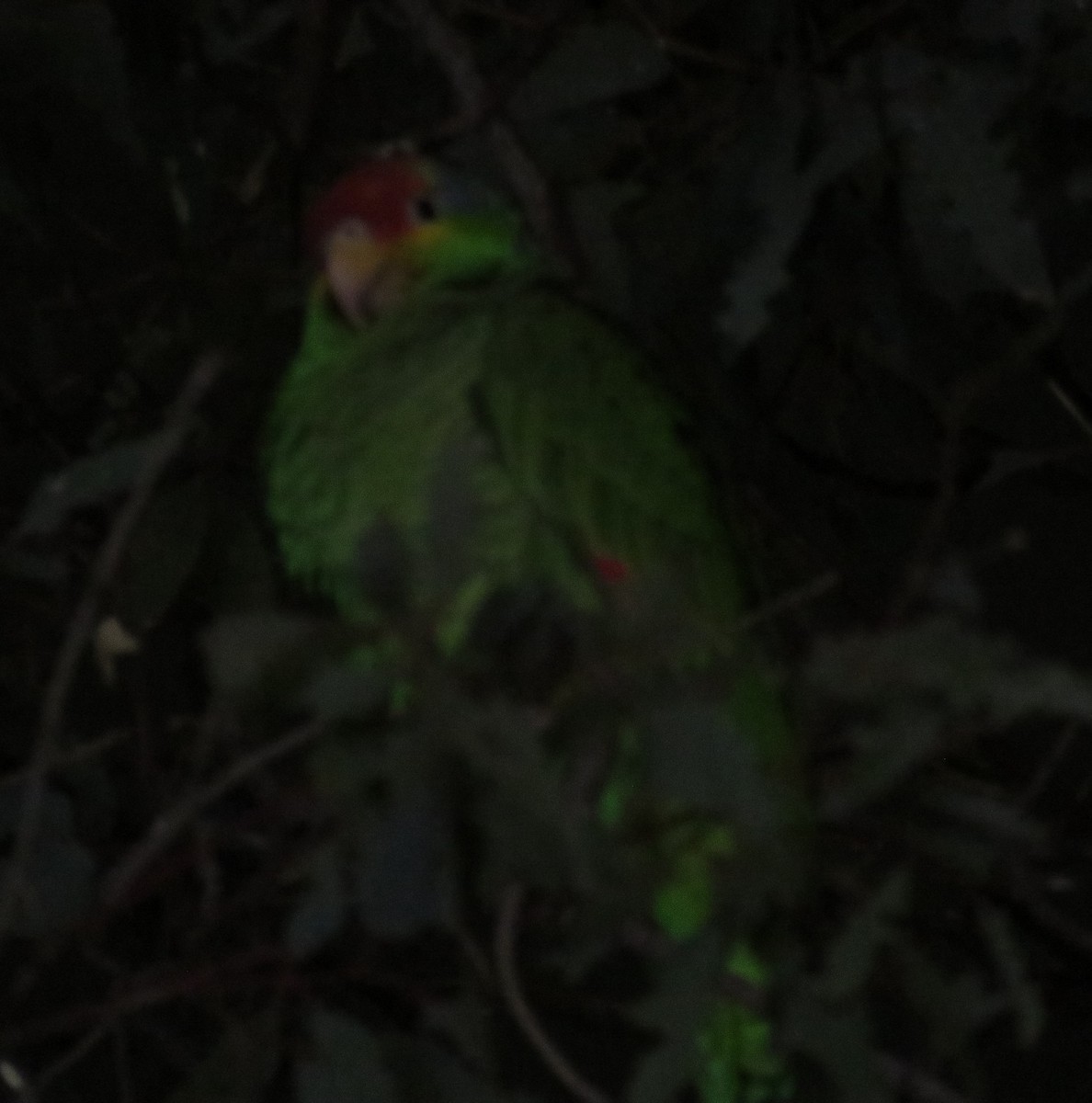 Red-crowned x Red-lored Amazon (hybrid) - ML614550868