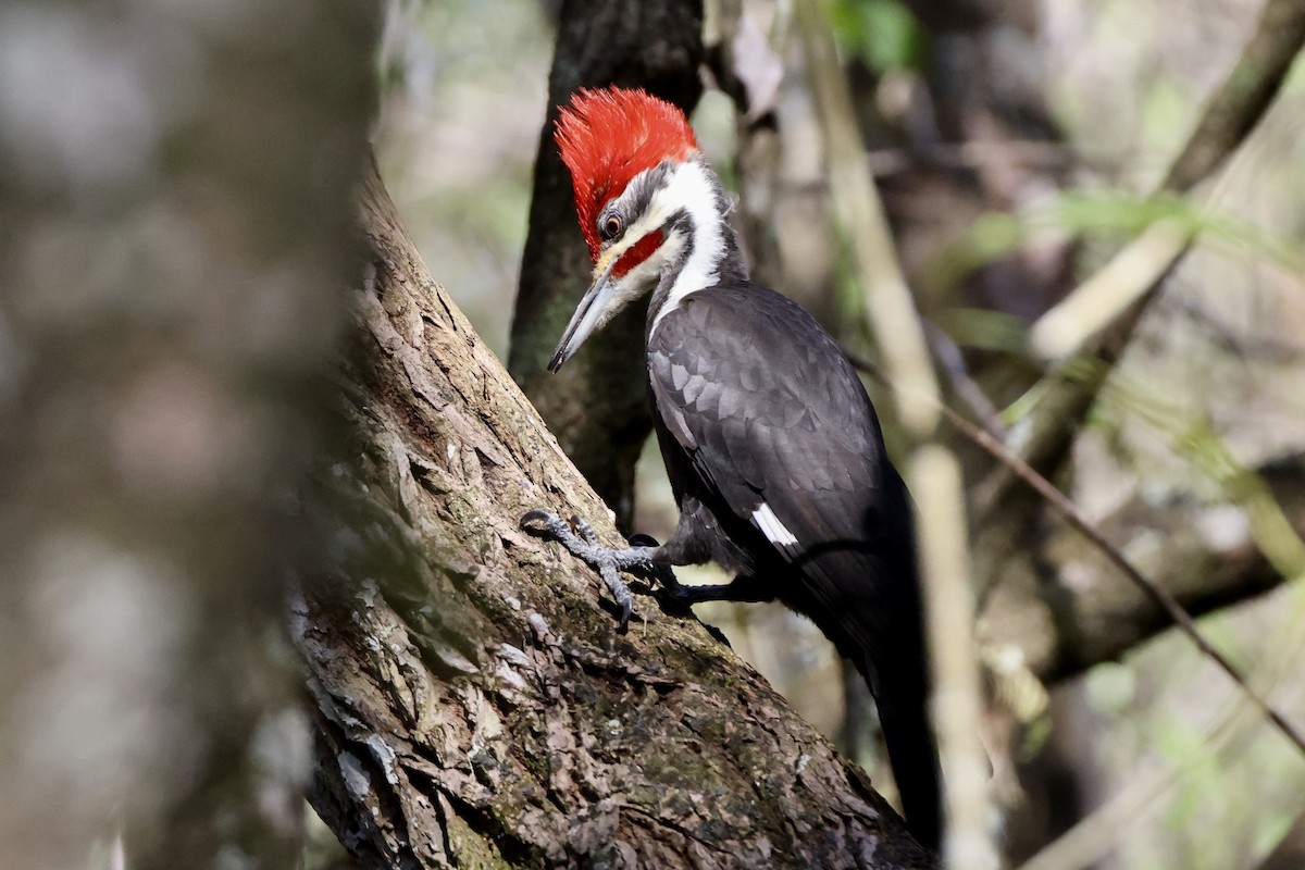 Pileated Woodpecker - ML614550871