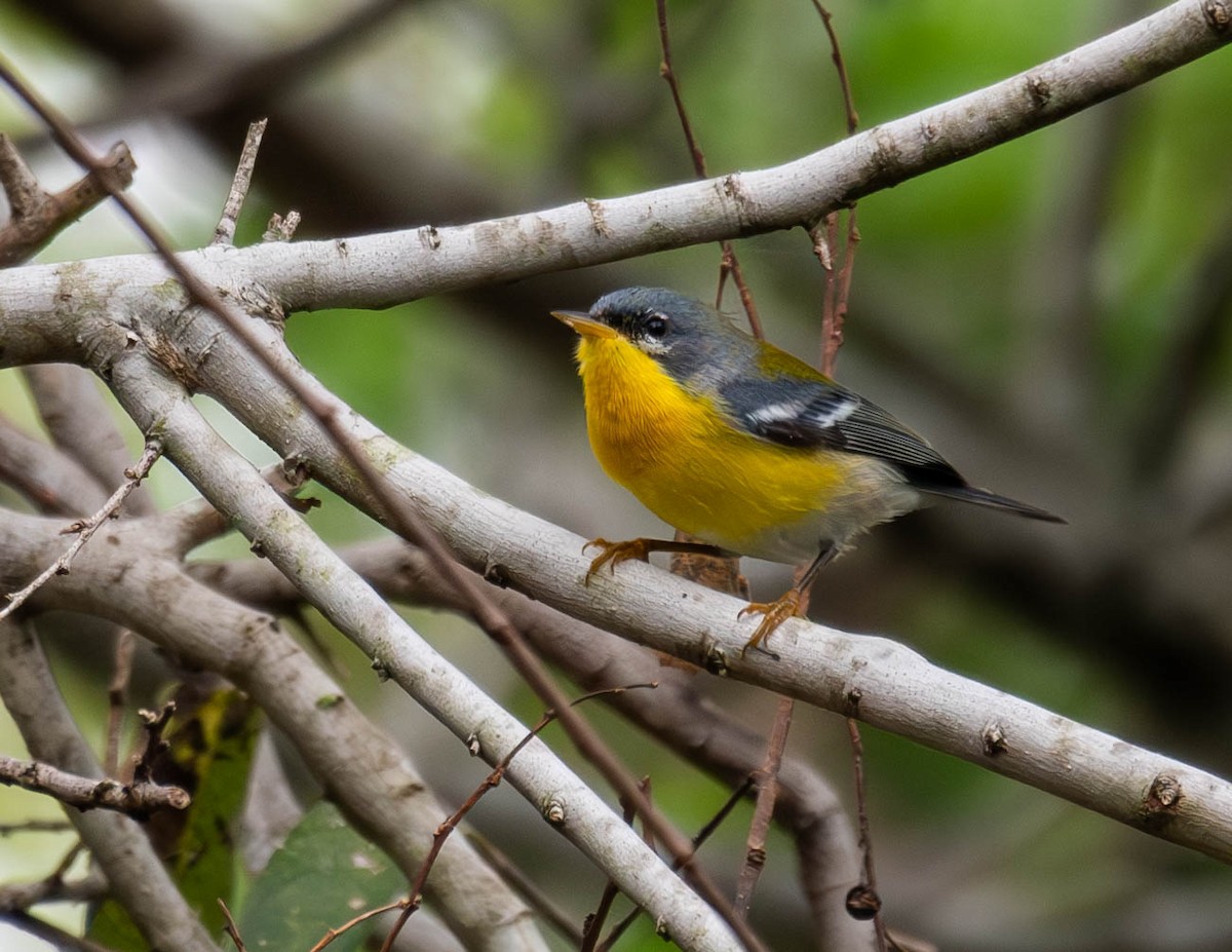 Northern/Tropical Parula - ML614550906