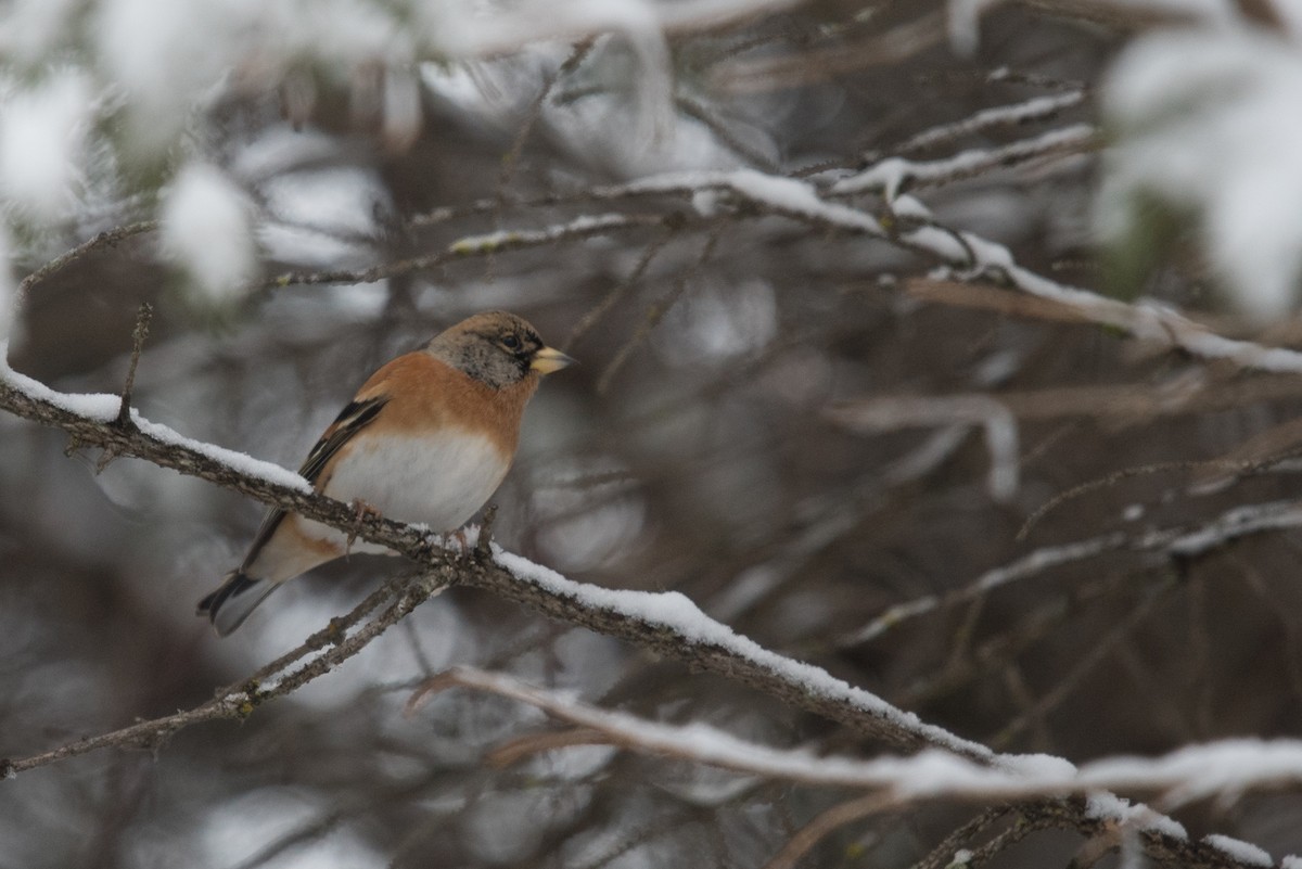 Brambling - Aaron Lang