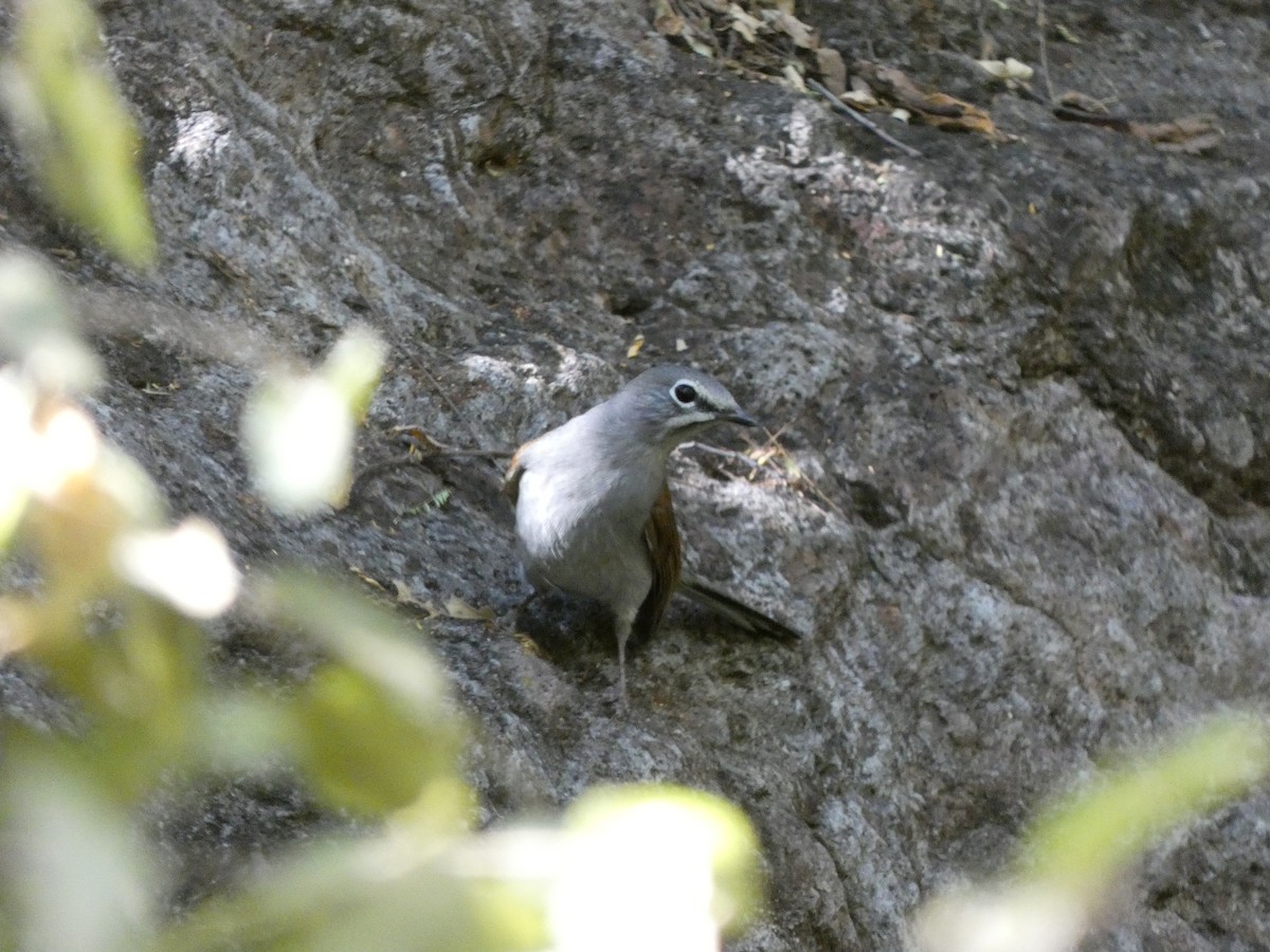 Brown-backed Solitaire - Rafael Angel  Arenas Wong