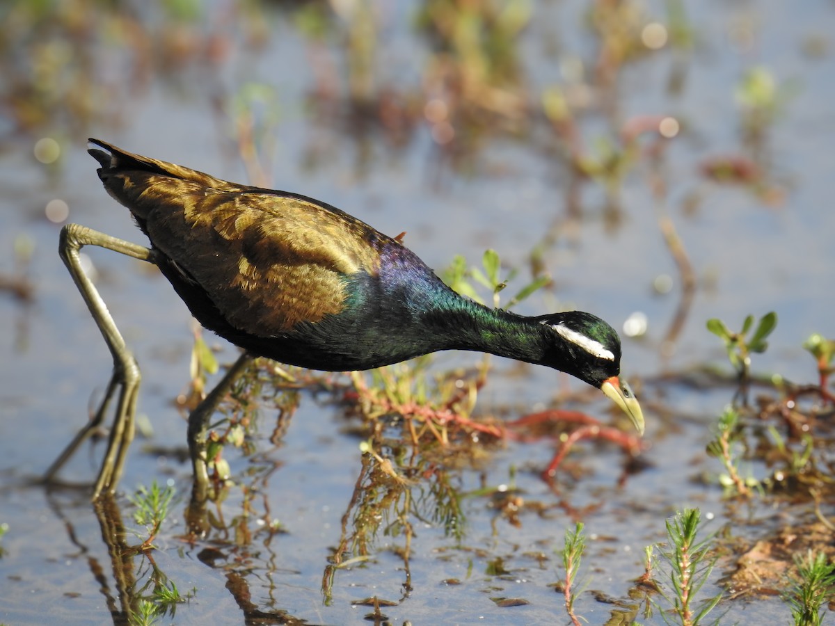 Bronze-winged Jacana - ML614551157