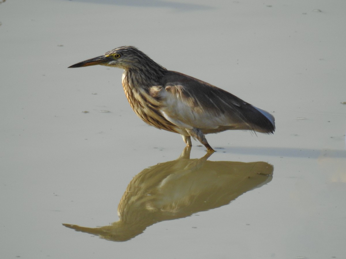 Indian Pond-Heron - ML614551163