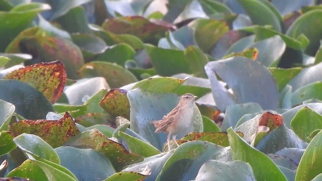 Pallas's Grasshopper Warbler - ML614551172