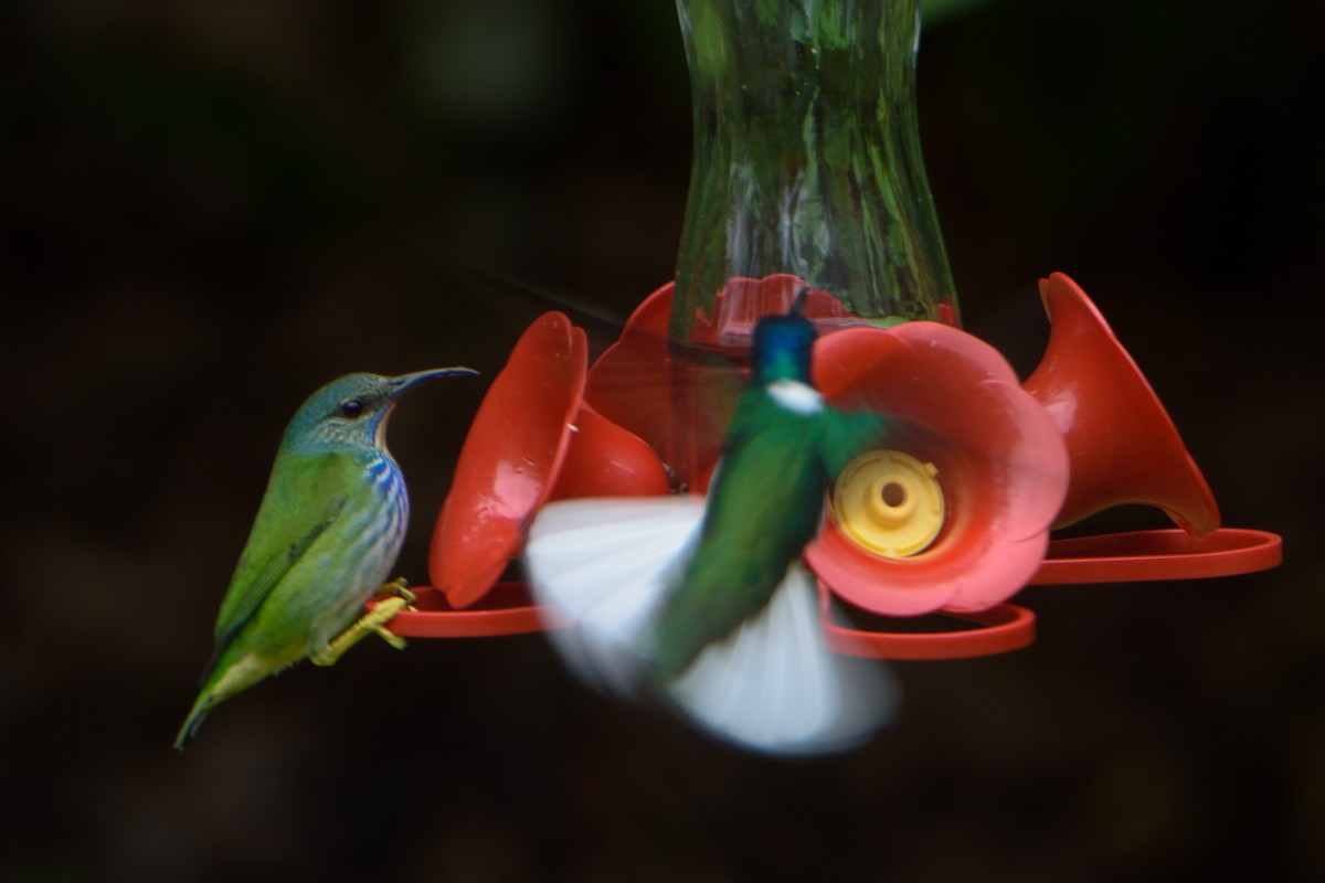 Shining Honeycreeper - Allan Díaz