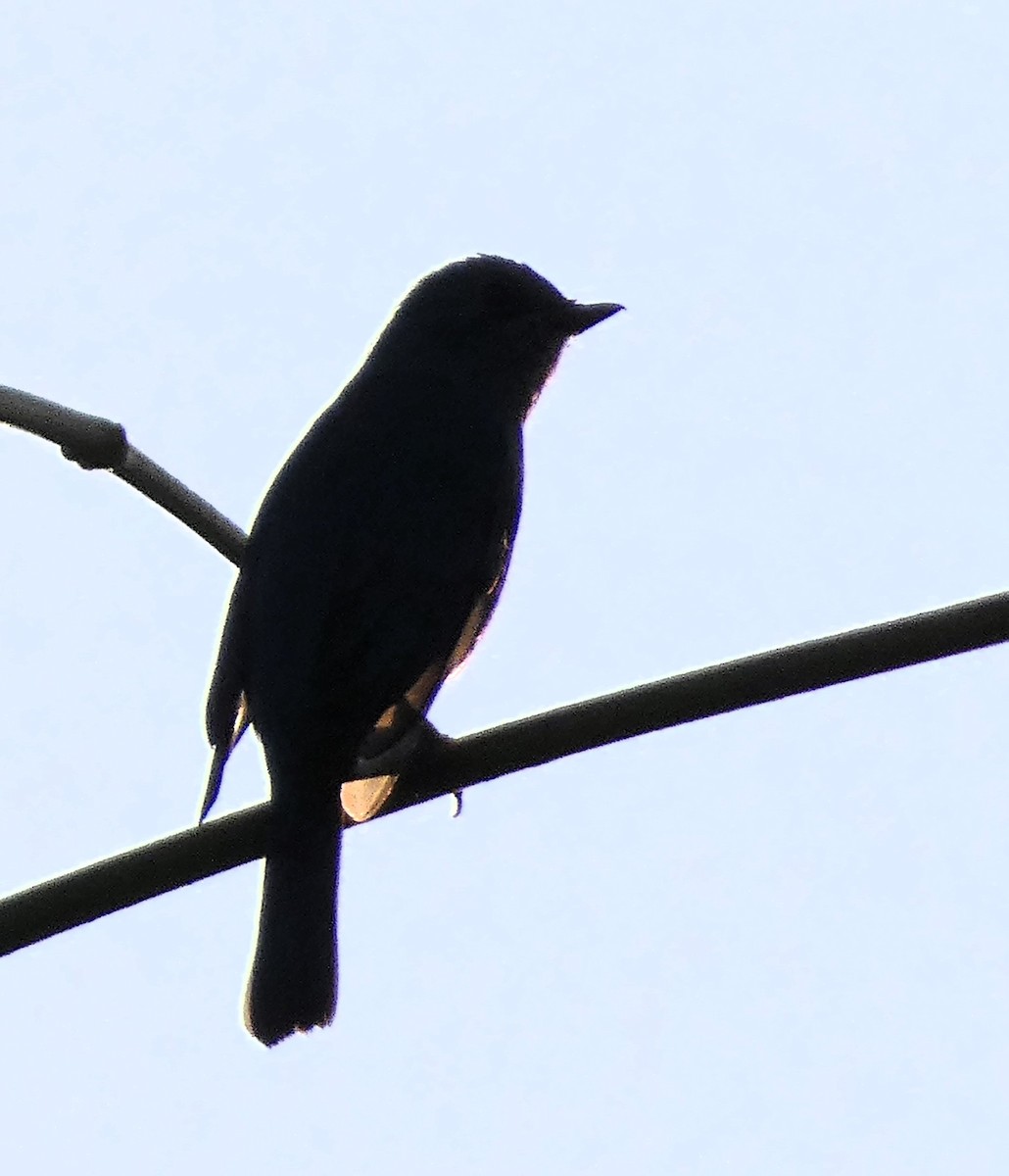 lejsek bleděmodrý - ML614551214