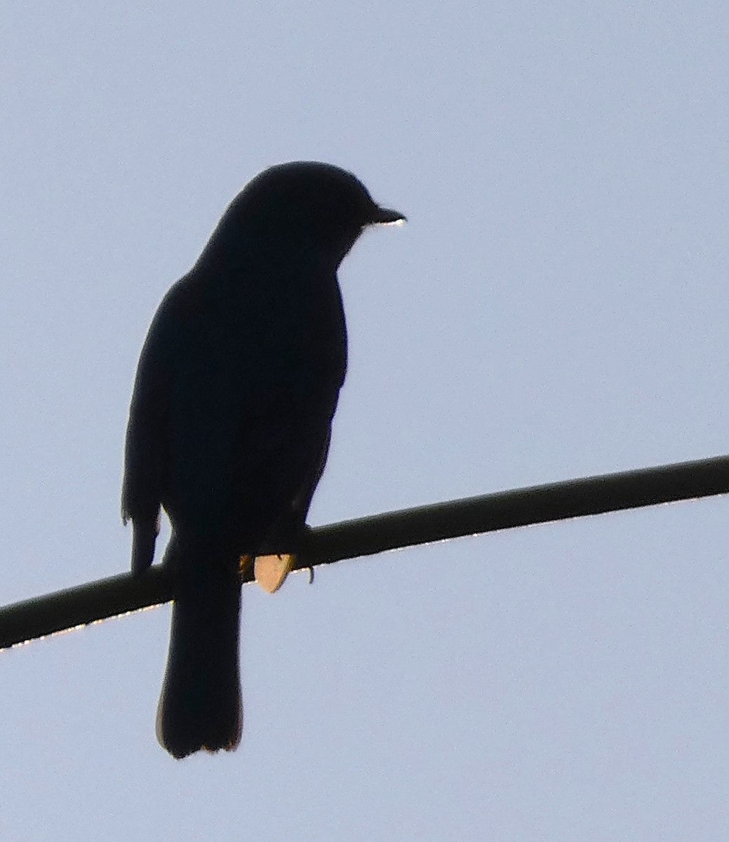 lejsek bleděmodrý - ML614551215