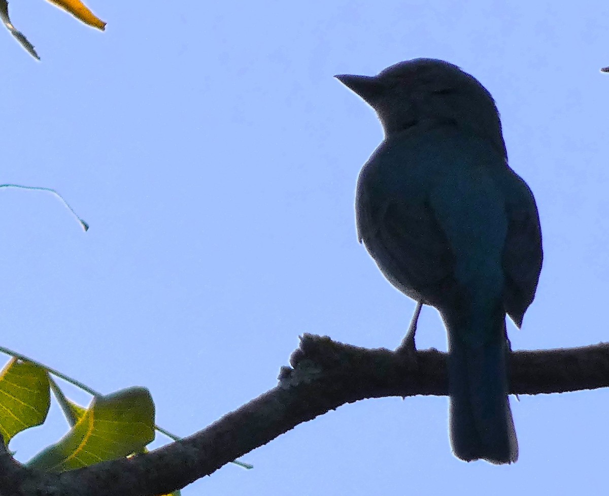 lejsek bleděmodrý - ML614551216