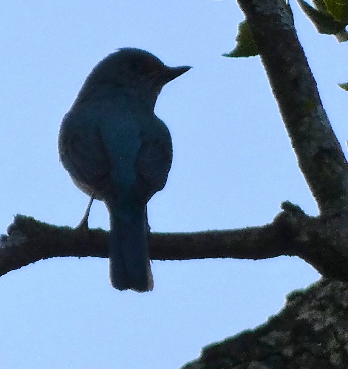 lejsek bleděmodrý - ML614551217