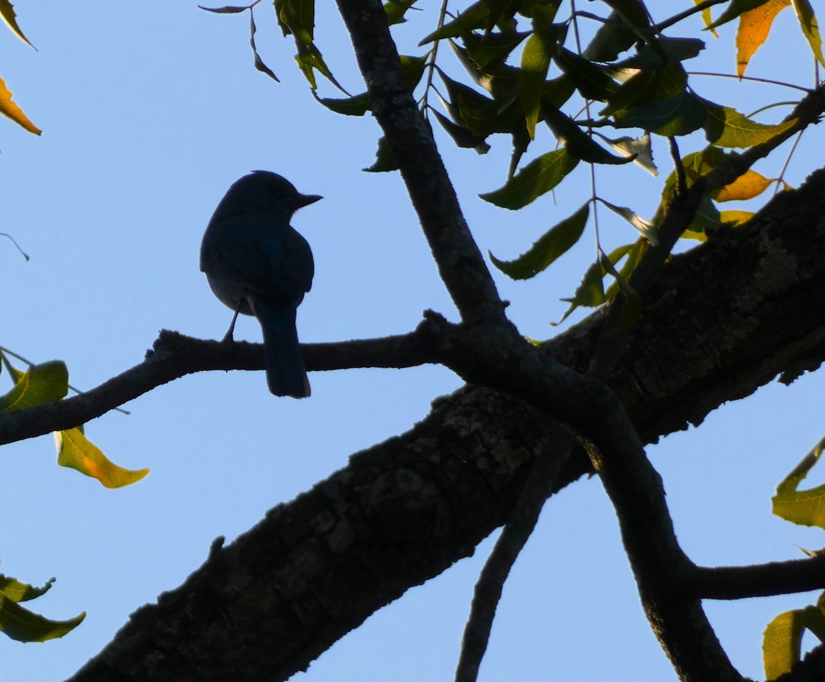 lejsek bleděmodrý - ML614551218