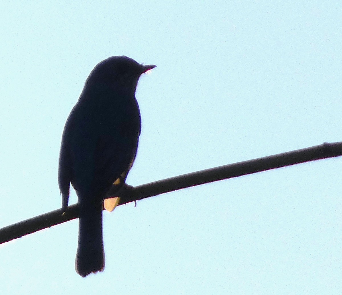 lejsek bleděmodrý - ML614551219