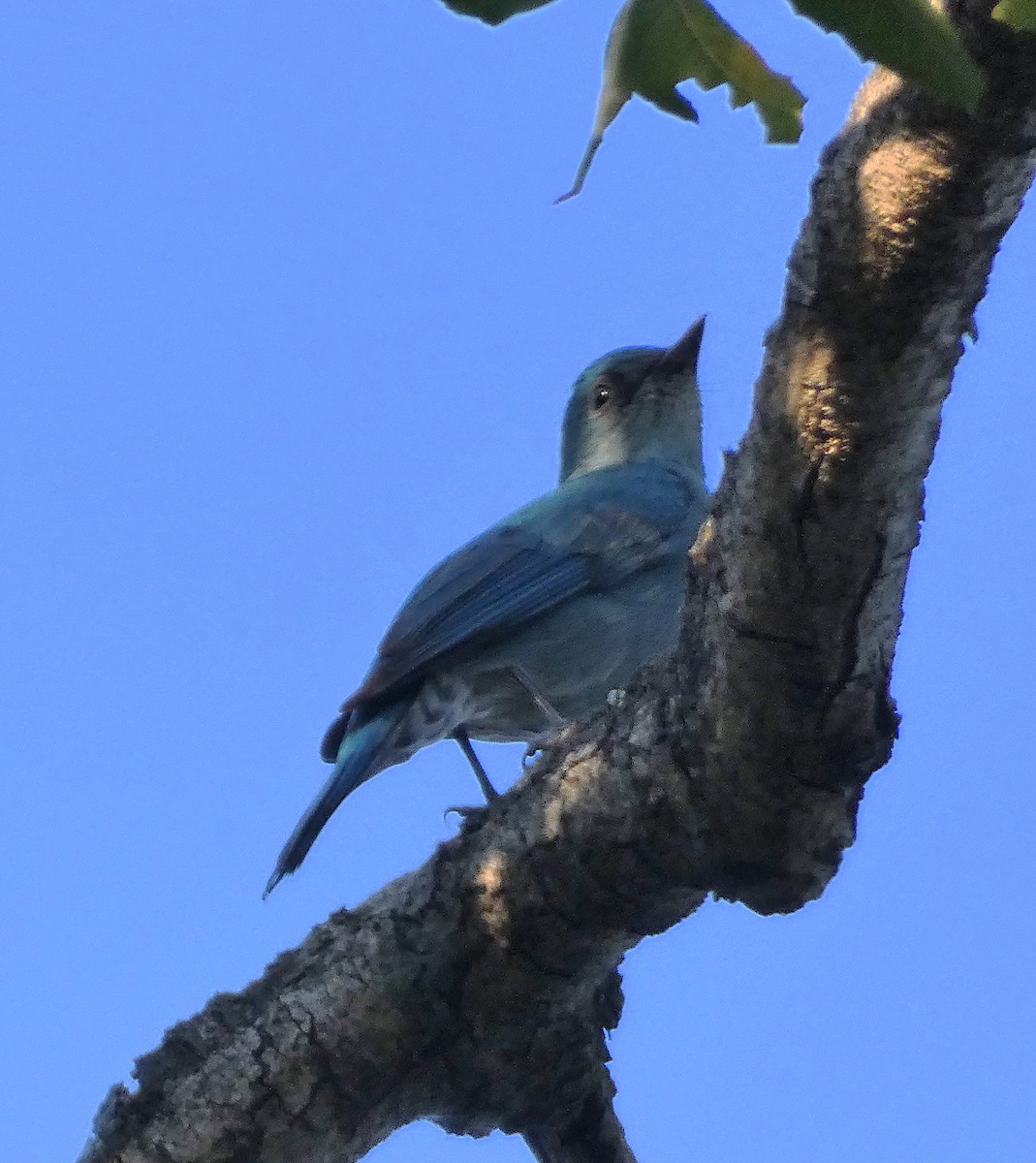 lejsek bleděmodrý - ML614551220