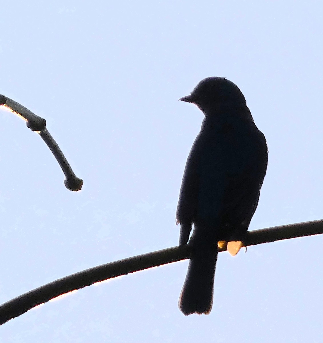 lejsek bleděmodrý - ML614551221