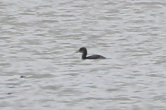 Red-necked Grebe - ML614551243