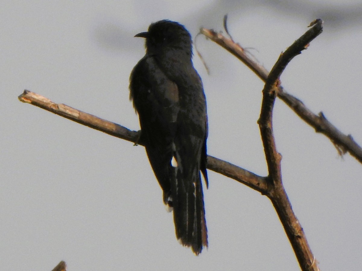 Gray-bellied Cuckoo - Arulvelan Thillainayagam