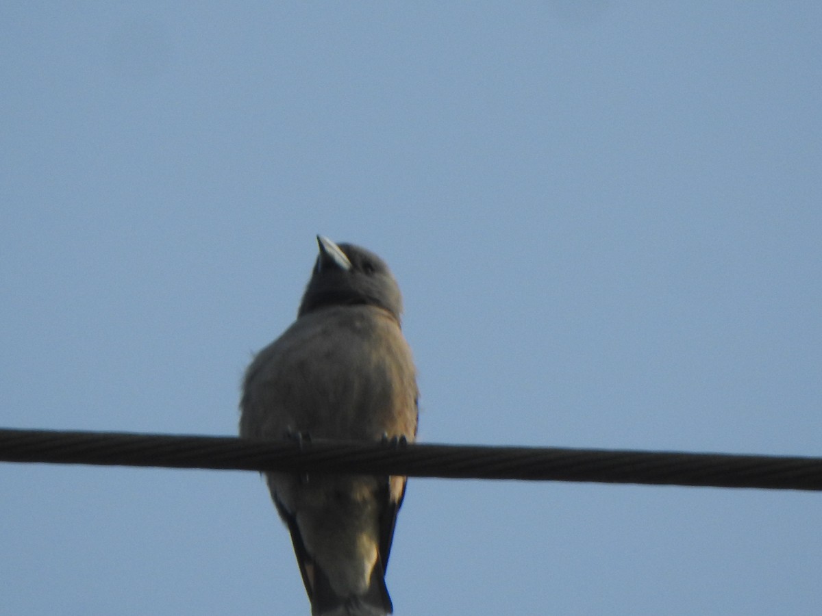 Ashy Woodswallow - ML614551271