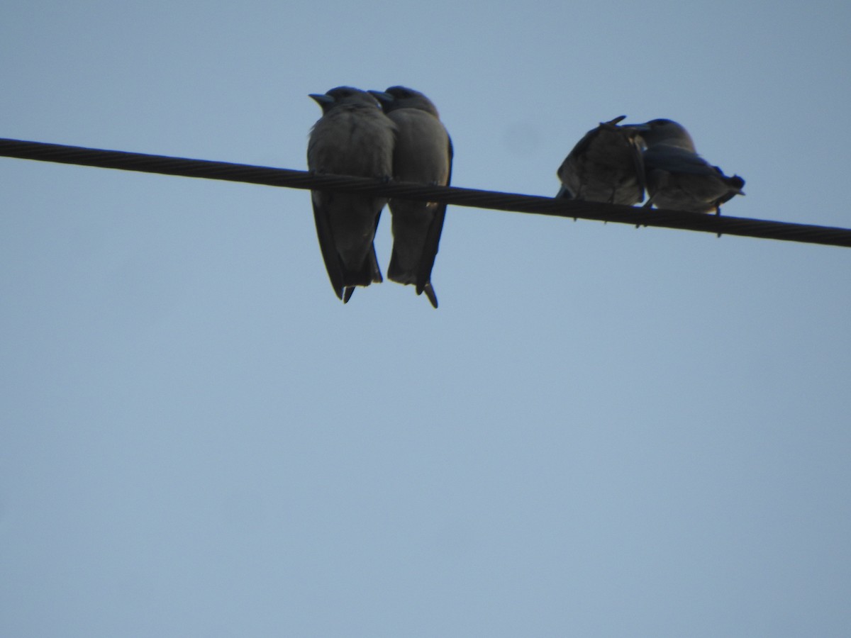 Ashy Woodswallow - ML614551273