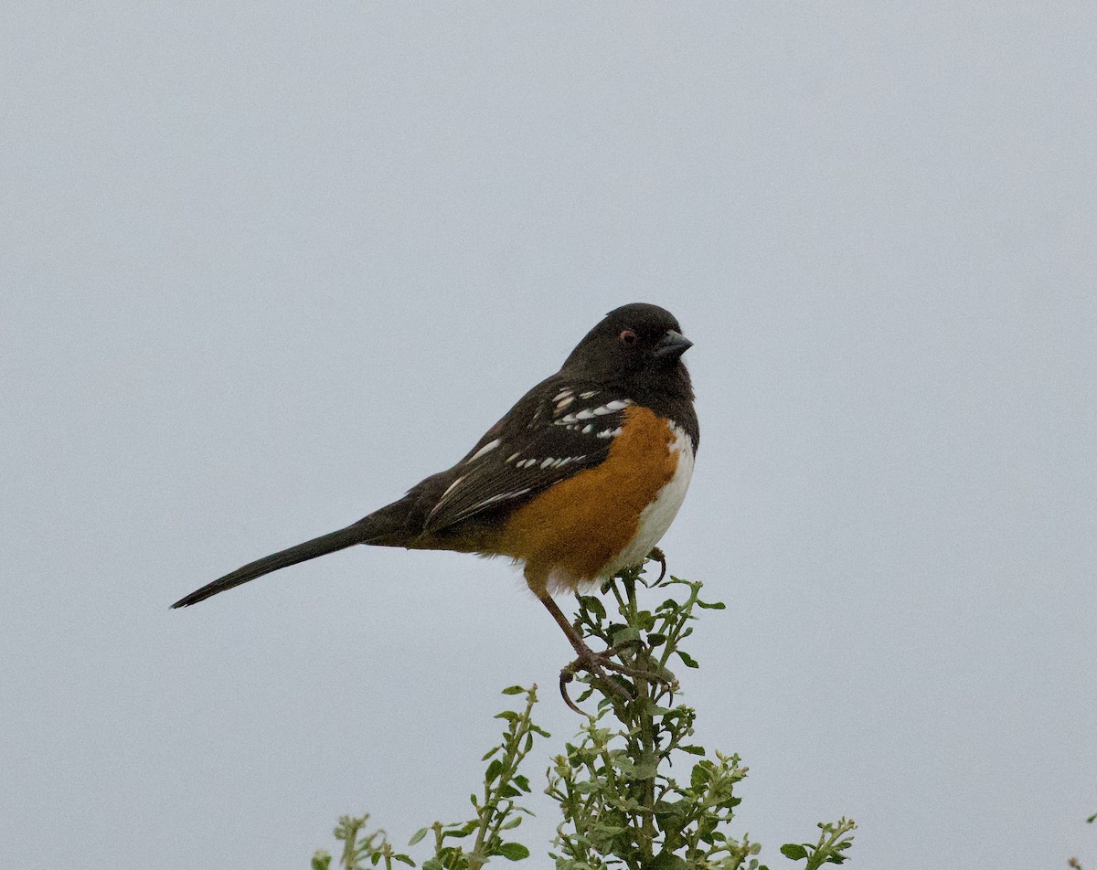 Spotted Towhee - ML614551289