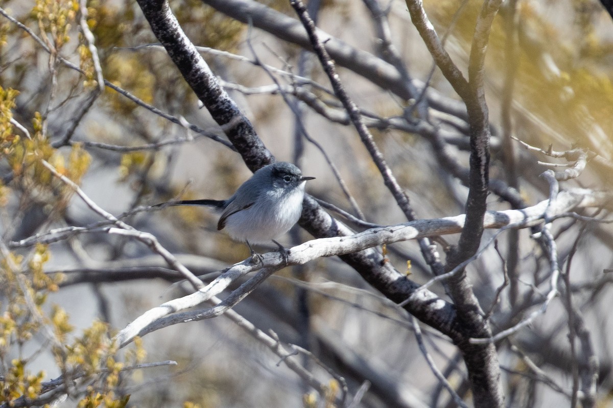 Black-tailed Gnatcatcher - Cory Gregory