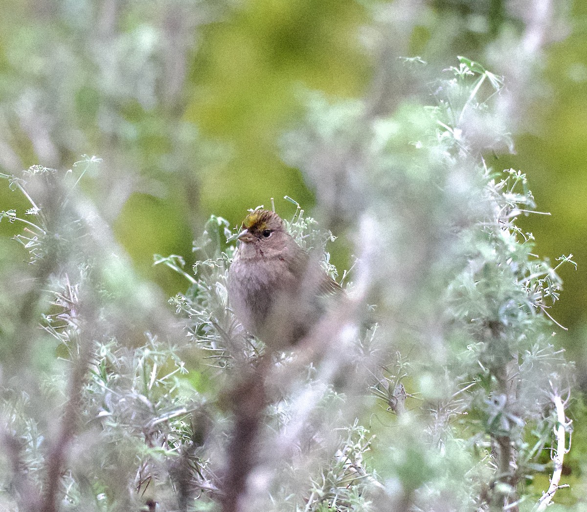 Golden-crowned Sparrow - ML614551382