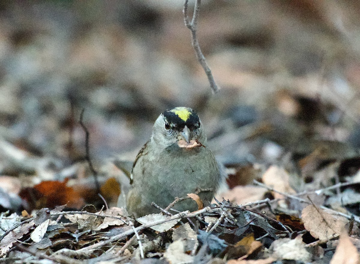 Golden-crowned Sparrow - ML614551383