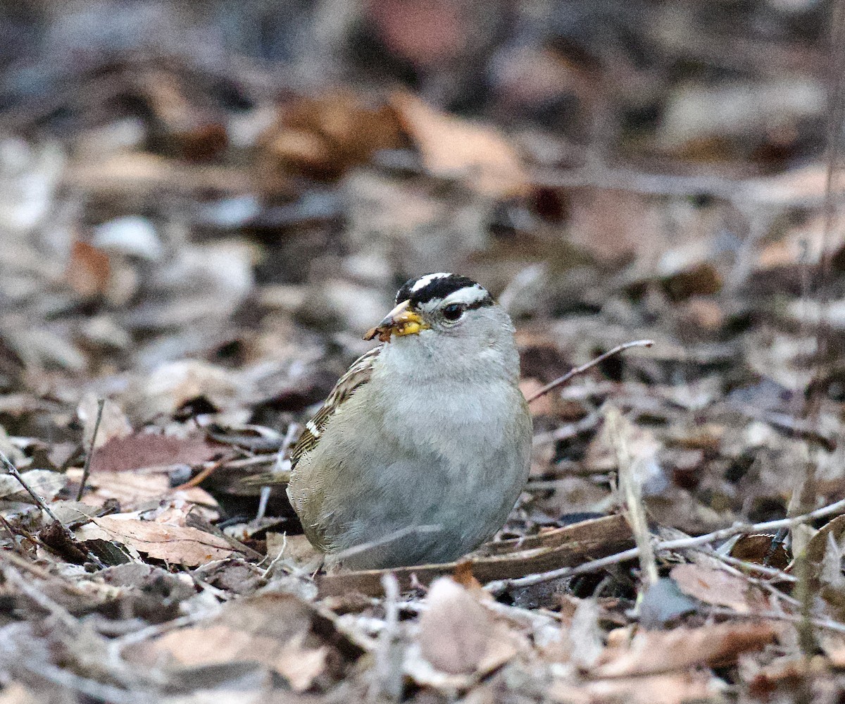 White-crowned Sparrow - ML614551428