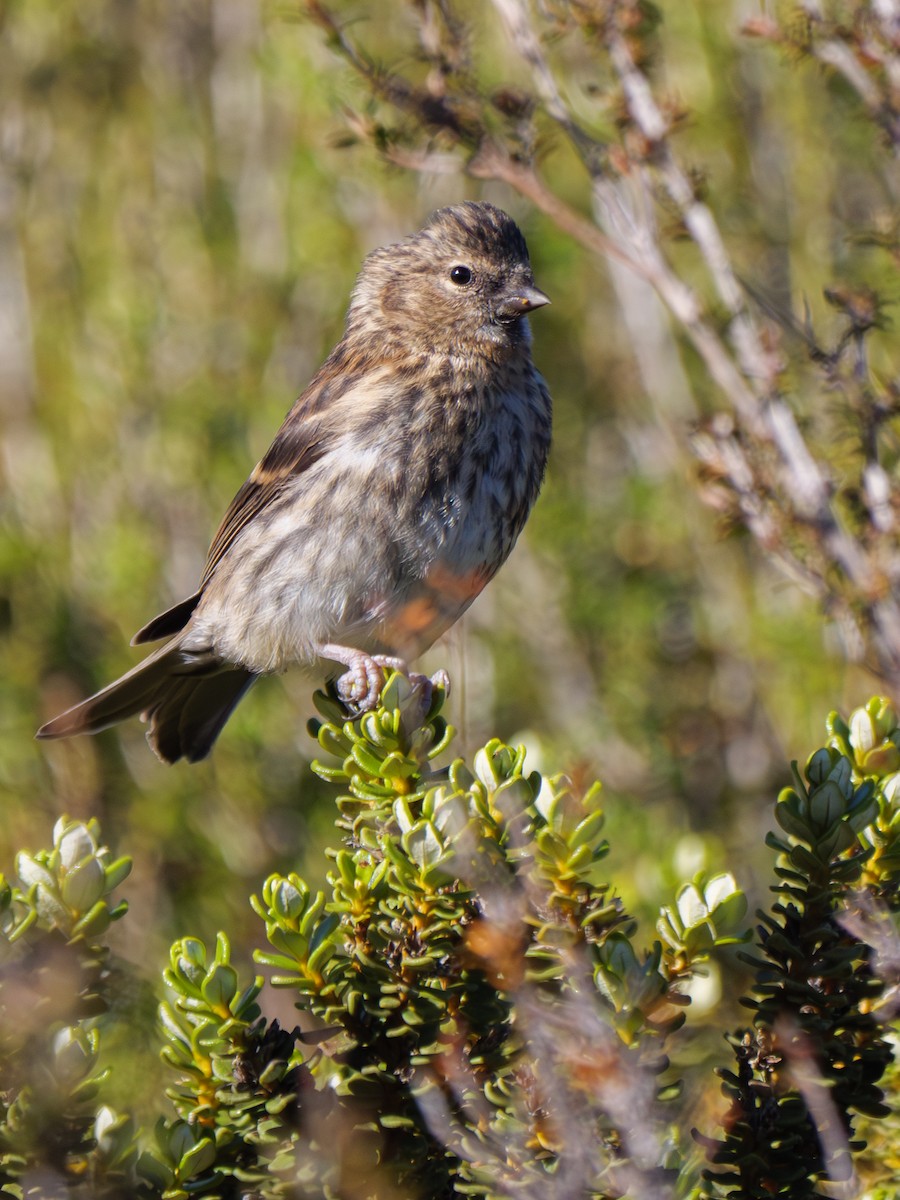 Redpoll (Lesser) - ML614551440