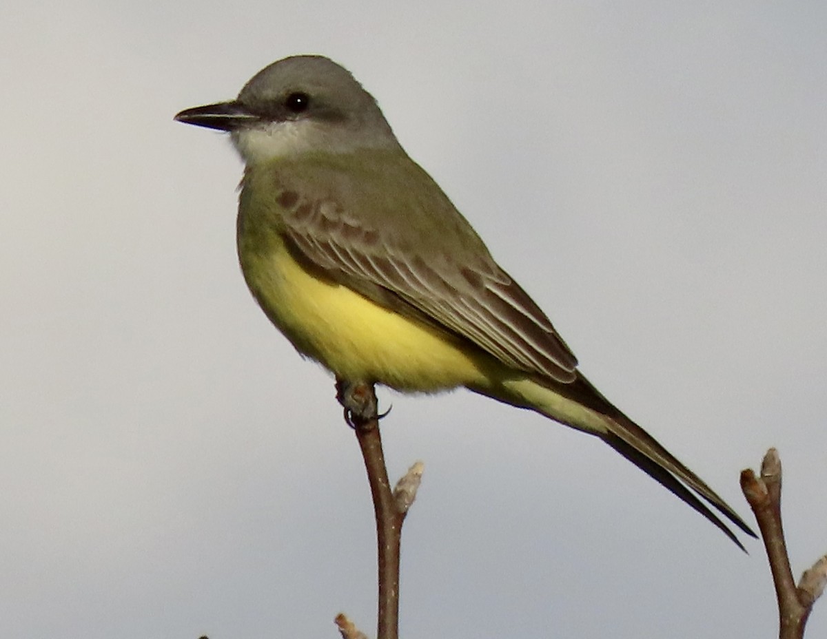 Tropical Kingbird - ML614551810