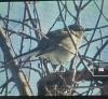Northern Mockingbird - ML614551840