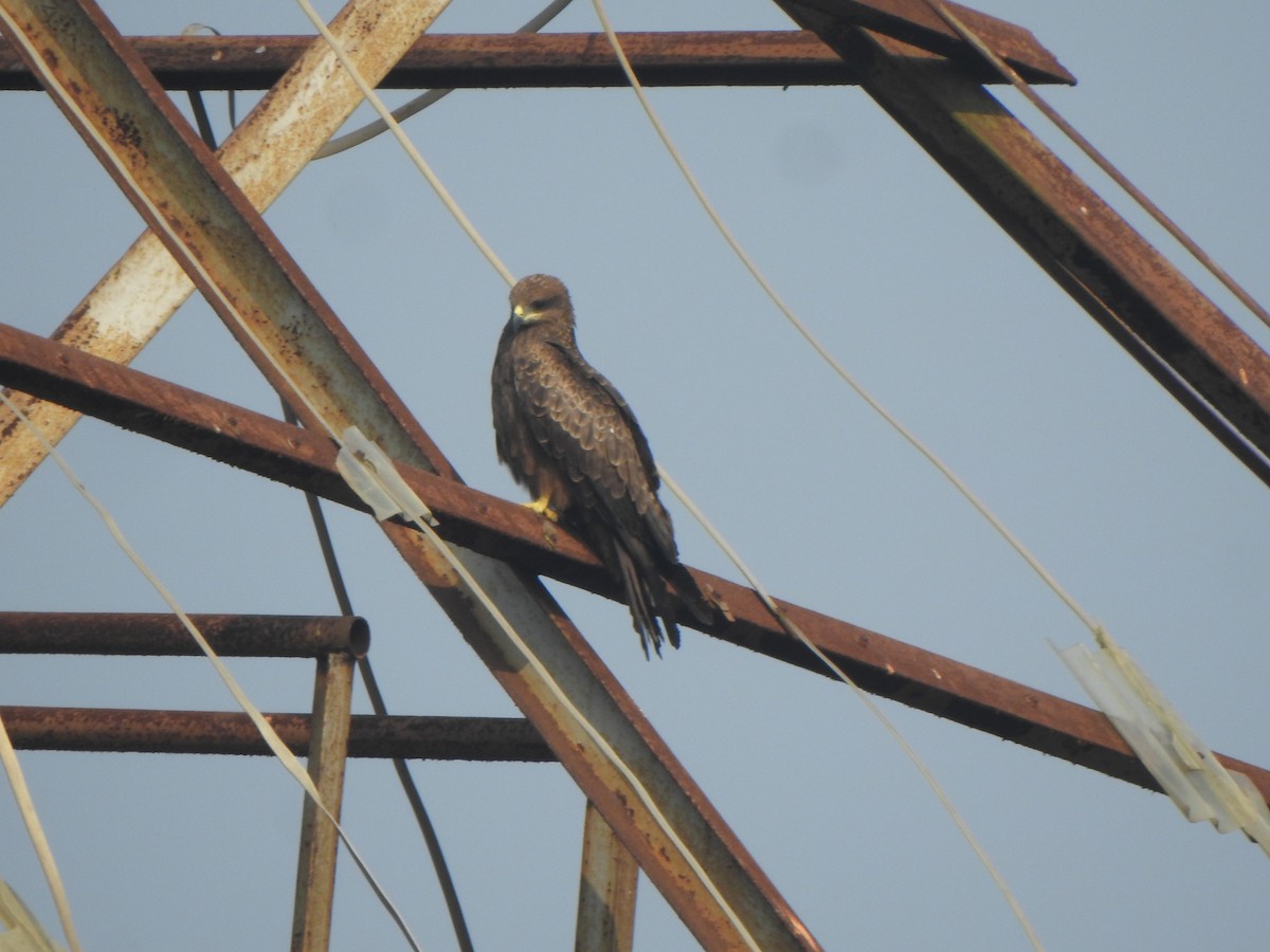 黑鳶 - ML614551900