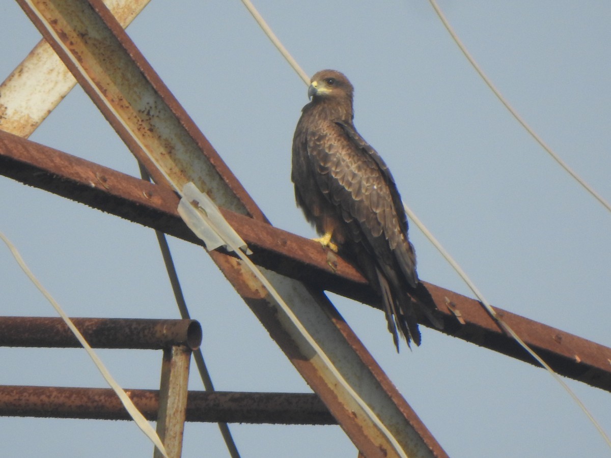 Black Kite - ML614551901