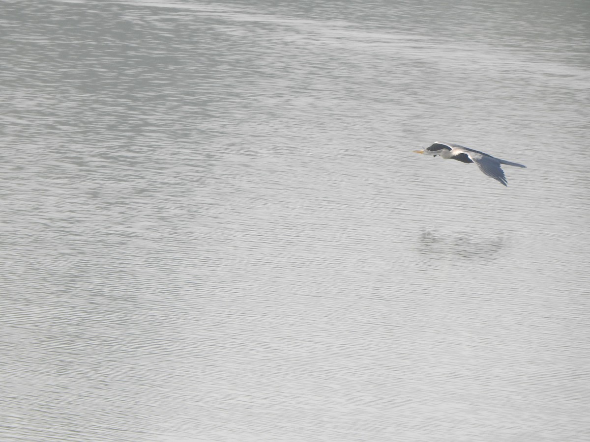 Anhinga Asiática - ML614551936