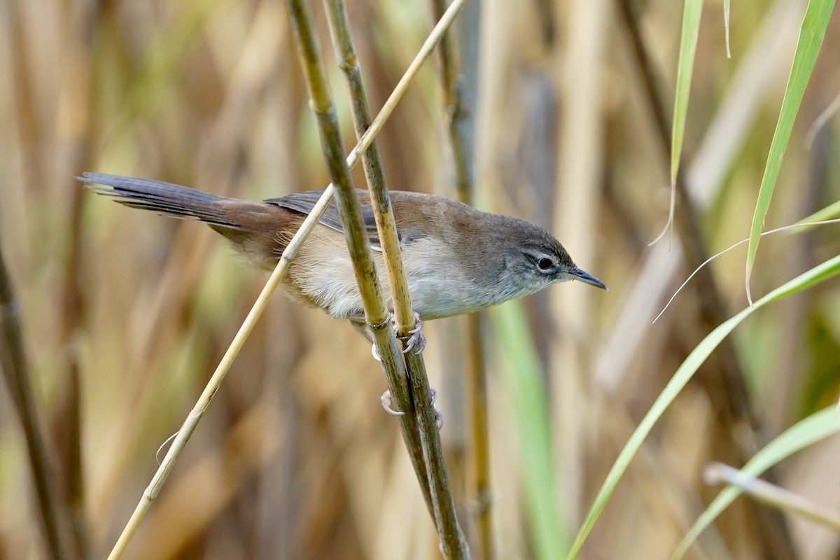 Little Rush Warbler - Daniel Winzeler